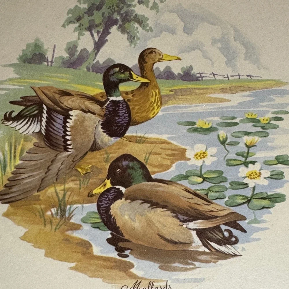 Vintage VTG Mallard Duck Tile Trivet Wall Decor Farmhouse‎ Kitchen Decor 8sq